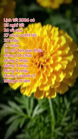 #xh #tet2026 #chucmungnammoi #🧧 #fyb 