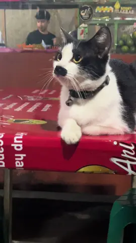 #cat #catsoftiktok