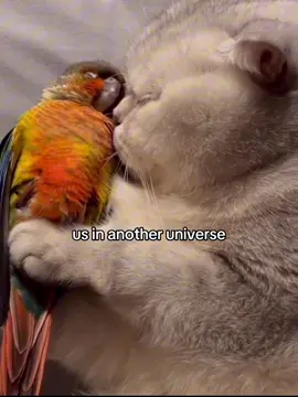 #Relationship #catspftiktok #relationshipmemes #catmeme #girlfriend 