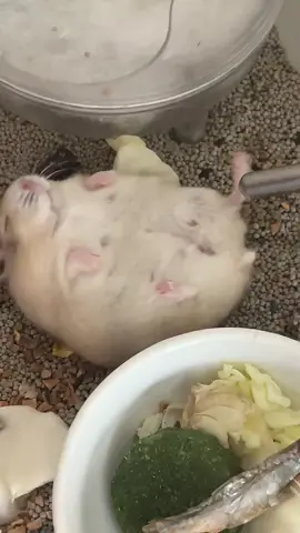 Chill chill thế thôi #kanapetlover #hamsters #hamster #cute 