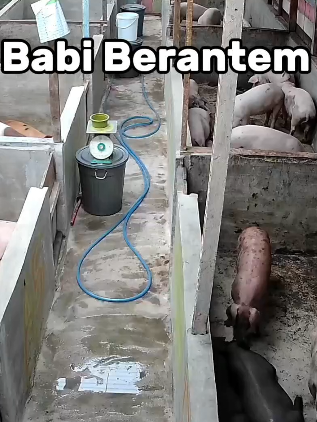 Peternak Rumahan Icaa berantem  #peternakrumahan #ternakbabi #boxing #peternakmuda #pig 