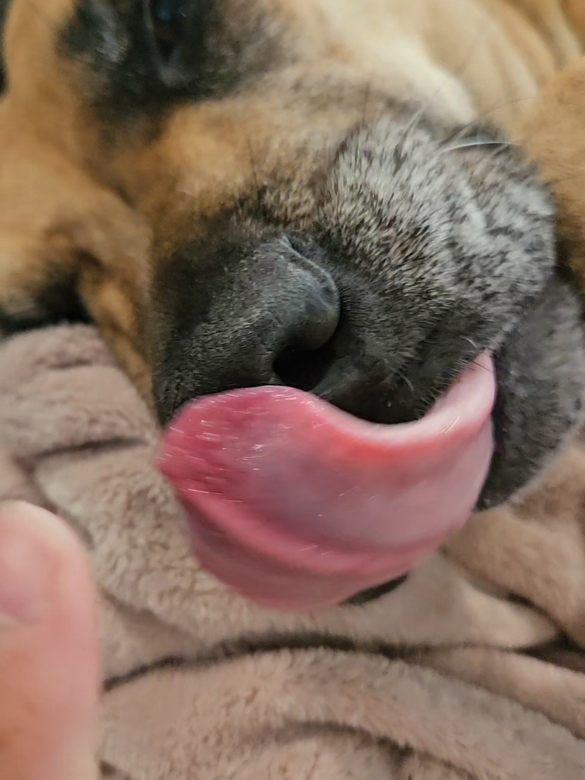 100 years ago dogs were fighting for scraps… now they’re spoiled under blankets 🐶💤 Show your pup some love with @PetLab Co. 's daily vitamins that keep them healthy, shiny, and full of life. 💕 #LoveYourDog #creatorsearchinsights #DogVitamins #HealthyDogLife #tiktokmademebuyit 