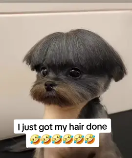 I just got my hair done🤣 #funny #hilarious #repost #fyp #fy 
