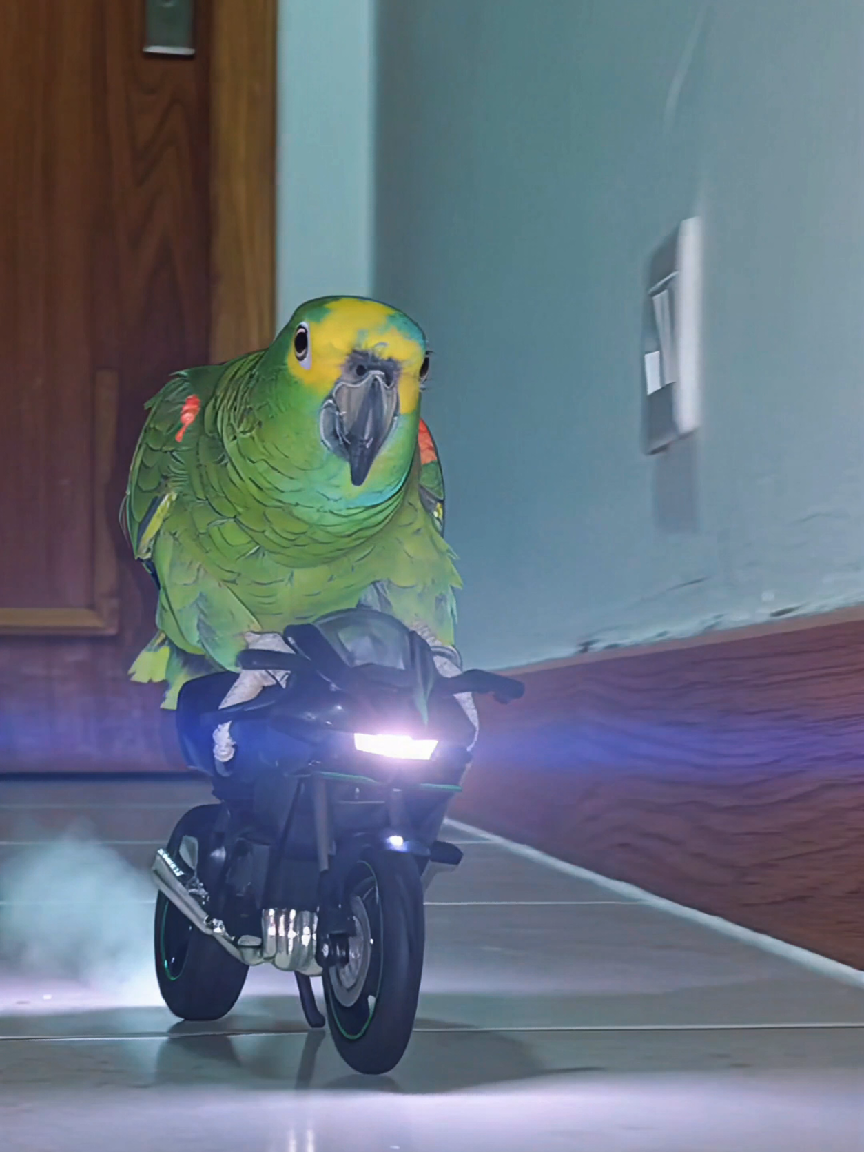 Motorcycle parrot #birdsoftiktok #moto #parrot #motorcycle #PetsOfTikTok 