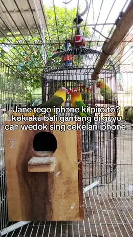 🙏🙏#CapCut #fypage #lovebirdkonslet #lovebirdindonesia 