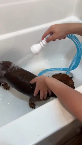 this tub hose makes bath time for your dog SO much easier!🐶🛁  #petcare #rinseroo #dogwash #dogbath #tiktokshopcreatorpicks 