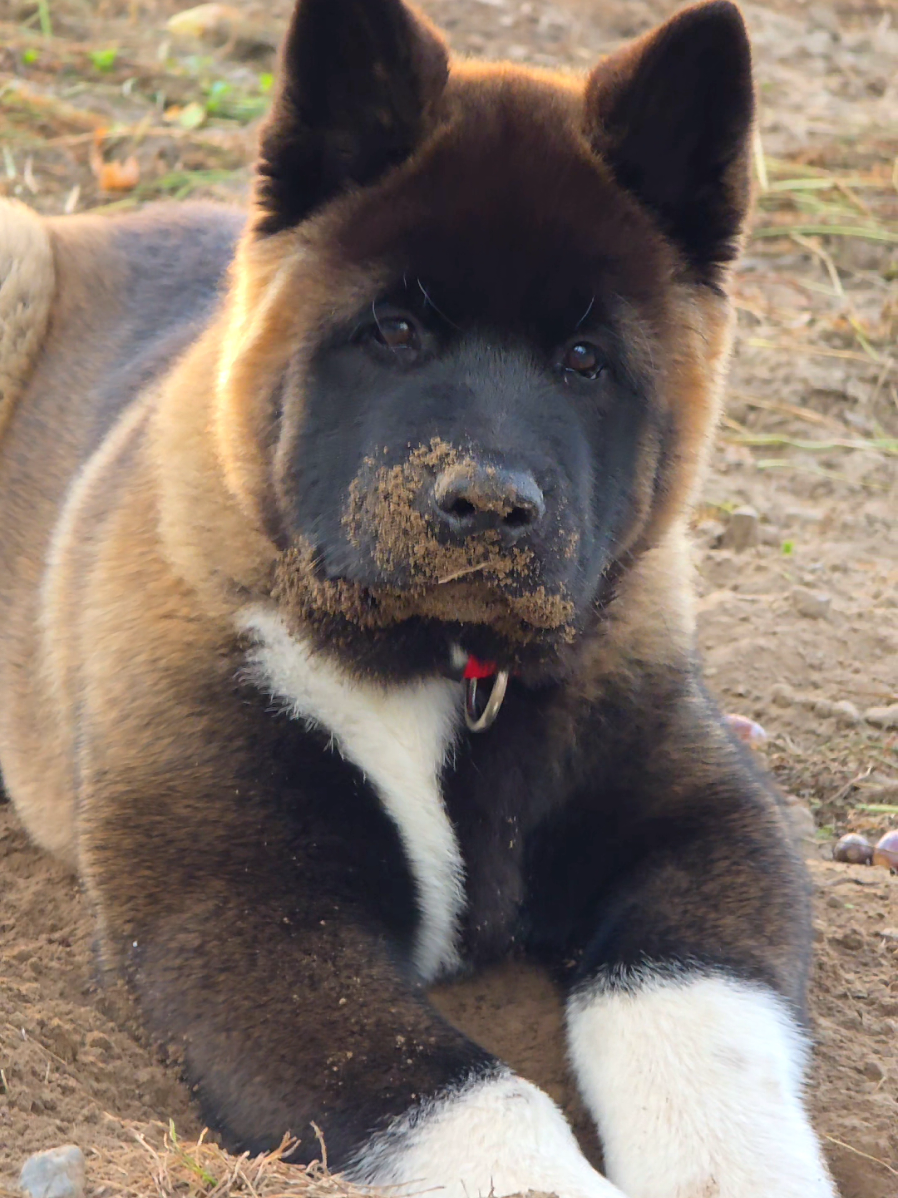 I assure you that he found a treasure by digging very deeply 🤣🐶🐾 Happy to dedicate to him all the time possible to develop all his senses and have an excellent growth 💪 Rocky the Rock 🪨  #akita #akitaamericano #americanakita #akitaamericain  #puppylove 
