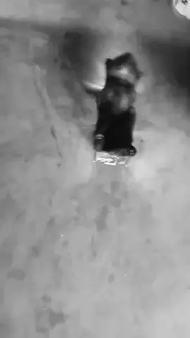 cat on truck episode 11: black and white special edition