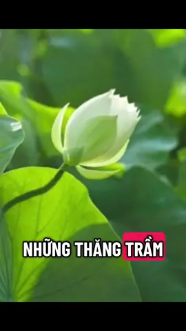 Bình tĩnh sống 25.09.2025 #binhtinhsong #chualanhtamhon #camxuctichcuc #tichcucmoingay #truyendongluc 