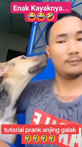#tutorial ngeprank anjing galak#