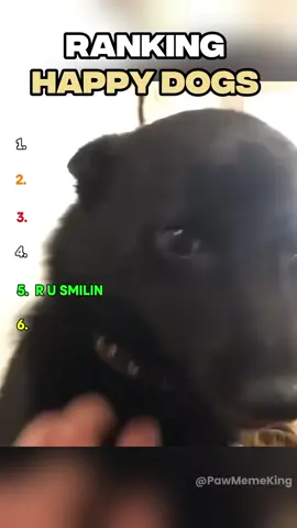 Ranking Happy dogs 😊 🐕 | #dog #happydog #funnydog #funnydogsoftiktok #smilingdog 