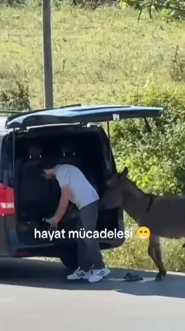 gerçekten büyük bir mücadele #eşek #araba #hayvansevgisi #hayvansever #aşk 