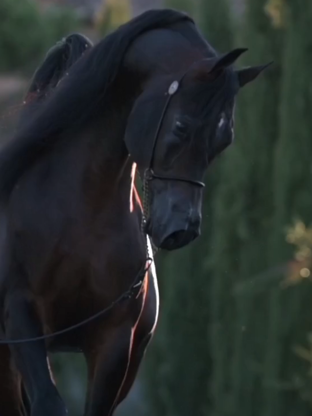 #horse #arbianhorse 