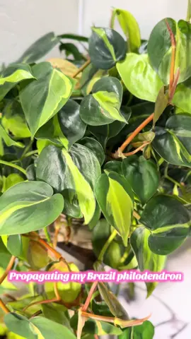 2nd time this year. #plantsoftiktok #PlantTok #propagate#plantaddict#houseplants