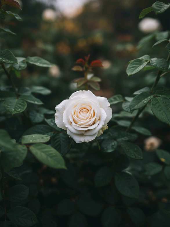 ✨🌸💫 #foryou #fypシ #viralvideo #tiktoktrend #explorepage                ✨🔥🌍 @TikTok @
