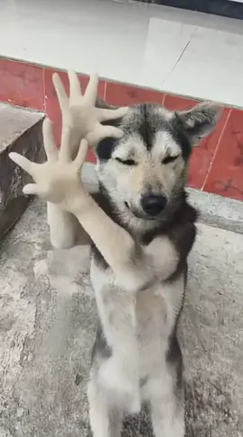 Động vật nhảy đáng yêu #xuhuong #dog #dance #cutedog #funnyvideos 