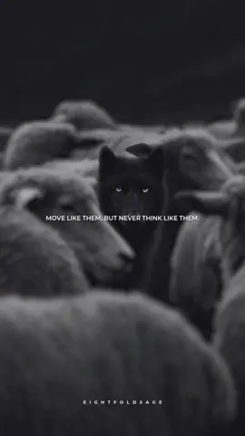 The wolf never forgets what he is. #motivation #discipline #stoicism #motivationalquotes #fyp 