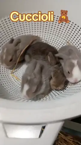 Cuccioli in crescita #minilop #coniglio #rabbitsoftiktok #cuccioli #passione 