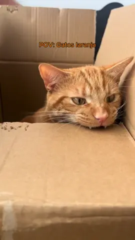 Gatos laranja  #cat #memes #funny #memestiktok #fyp 