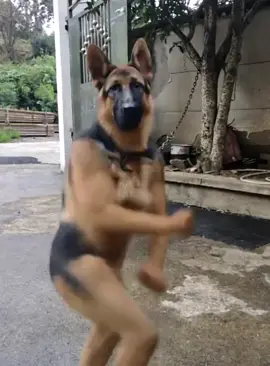 Động vật múa đáng yêu #xuhuong #dog #dance #cutedog #funnyvideos 