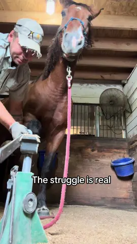 Ty up to his normal shenanigans again!!! #farrier #mustang #fyp #viral #equestrian 