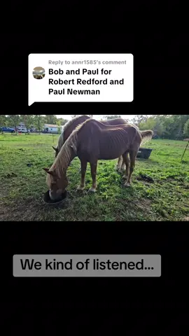 Replying to @annr1585  #rescue #animalrescue #rescueanimals #rescuehorse #horserescue 