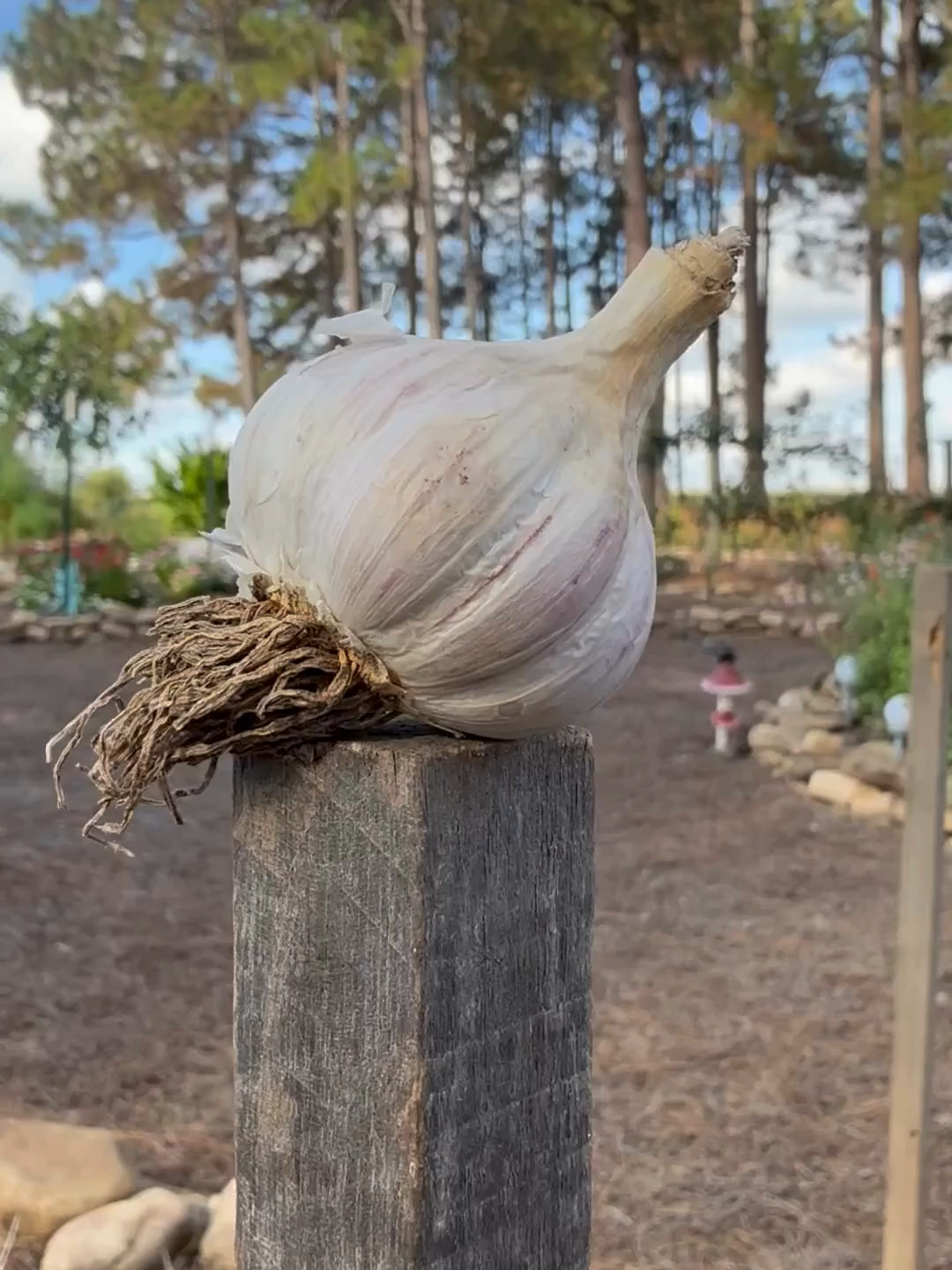 Looking for Big Flavor? Plant Chesnok garlic this season! Grab yours now in the TikTok Shop! #growhoss #garlic #fallgardening #growyourownfood