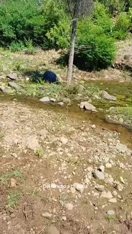 ¿ Bajo al agua o llego a comer ?  #delranchoatiktok #sonora #viraltiktok #rancho #animal 