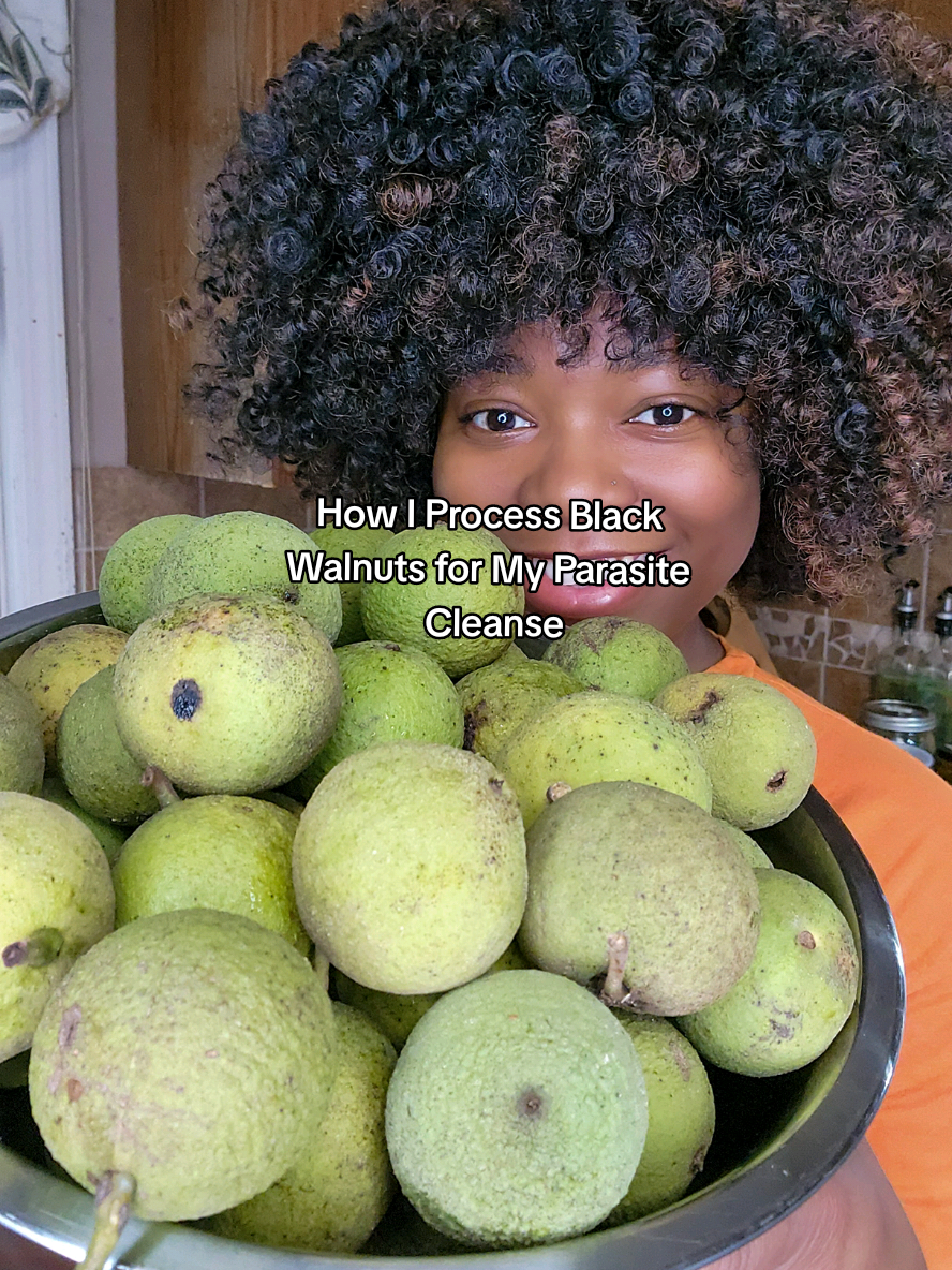 Black walnut hulls have been used as a natural way to support the body in cleansing and eliminating parasites. In this video, I show you my step-by-step process for harvesting, cleaning, inspecting, and drying black walnut hulls and nuts to ensure they’re safe, effective, and ready for use in antiparasitic preparations. Benefits of Black Walnut Hulls: • Contains natural compounds, including juglone, that have traditionally been used to support the body’s natural cleansing processes. • Supports digestive health by helping eliminate unwanted parasites and microbes. • Rich in antioxidants and phytonutrients that promote overall wellness. • When paired with other antiparasitic herbs, can help strengthen the body’s natural defenses. What It’s Good For: • Parasite cleanses and detox protocols • Supporting gut health and digestion • Promoting natural elimination of microbial overgrowth Safety Notes: • Always inspect each hull and nut carefully discard anything with black mold, worms, or signs of rot. Mold can penetrate the entire fruit, making it unsafe to use. • Do not consume raw black walnut hulls in large amounts. Black walnut hulls are potent and can be toxic if ingested improperly or in large amounts. Juglone, the active compound, can irritate the digestive tract, cause nausea, or trigger allergic reactions in sensitive individuals. • Pregnant or breastfeeding individuals should avoid using black walnut hulls without consulting a healthcare professional. • Wash hands thoroughly after handling hulls, as juglone can stain skin and clothing. Need to Know: • Warm water helps loosen dirt and natural residues, making the hulls easier to clean. • Floating nuts in water often indicate rot or worm infestation these should be discarded. • Dehydrating hulls fully before storage prevents mold growth and ensures long shelf life. • Curing the nuts on a rack for a couple of months enhances their flavor and storage longevity. Pro Tips: • Use distilled vinegar in your cleaning water to help remove bacteria and other impurities. • Inspect each walnut carefully; even small signs of mold on the surface can mean the entire hull is compromised. • Store dried hulls in an airtight container in a cool, dry place until ready for use. • When handling hulls, consider using gloves to avoid staining your hands and nails. • Incorporate a dehydrator if possible this reduces drying time and helps maintain the hull’s natural compounds. Additional Notes: • The yellow color that appears in the water when cleaning the hulls comes from natural pigments in the black walnut hulls. These compounds contribute to their cleansing properties and potency. • Black walnuts are a two-part system: the hulls provide cleansing benefits, while the nuts themselves offer nutritional value. Proper processing ensures you get the most out of both. • Taking your time in sorting, inspecting, and drying is crucial for both safety and effectiveness. #blackwalnut #parasitecleanse #detox #guthealth #detoxprotocol 