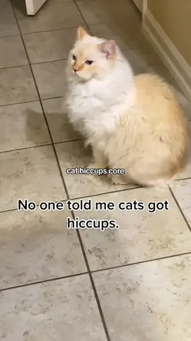#funnycat #funnycats #cat #catcore 