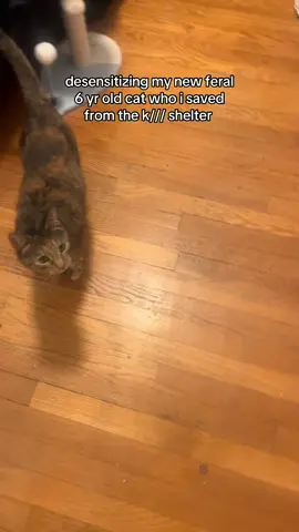 the broom of agony and despair #catsoftiktok #catrescue #feralcat 