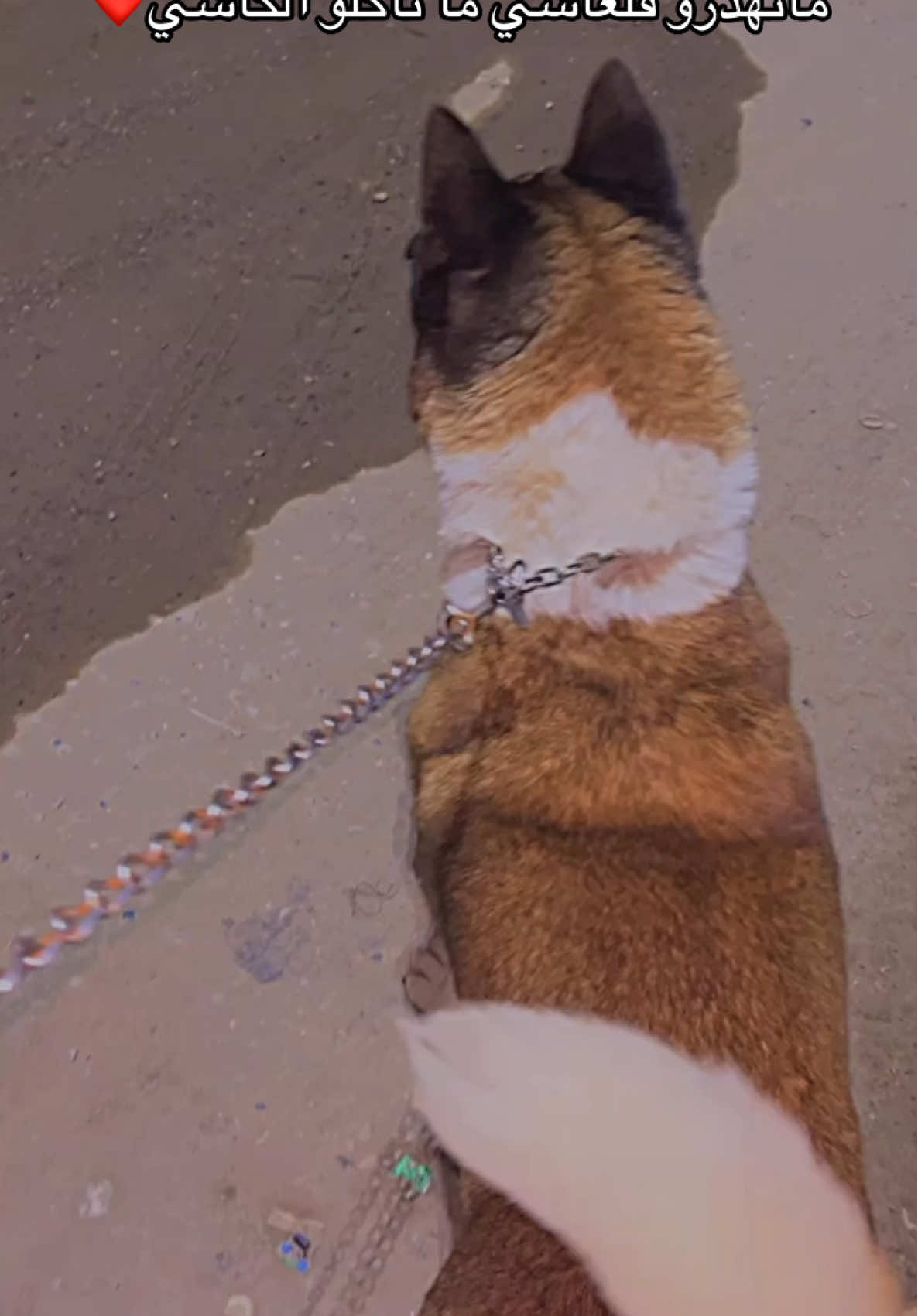#fyp #foryoupage #fyppppppppppppppppppppppp #akita #algeria #dog #الشعب_الصيني_ماله_حل😂😂 #pov #foryou #dogsoftiktok #edit #explore #meme #pourtoii #إكسبلور #music #كلاب_شرسة #كلاب #Love 