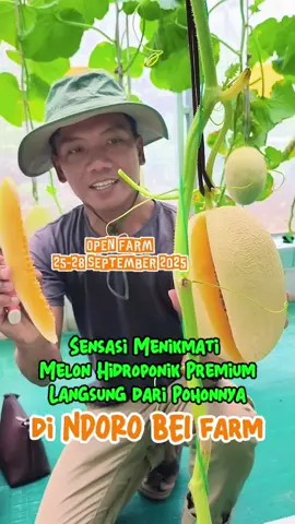 Sensasi menikmati melon hidroponik premium langsung dari pohonnya di Ndoro Bei Farm, Ngadirojo, Wonogiri.  Open Farm 25-28 September 2025. #forestiagreen #melonhidroponik #melonpremium #petanimuda #hidroponik 