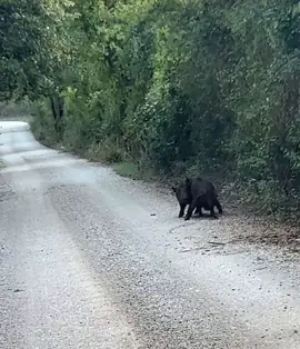 You’re just driving home and suddenly two pigs start throwing hands (well… hooves) in the middle of a gravel road 🐖💥🐖😂” #PigFight #FarmTok #CountryLife #GravelRoadChronicles #BarnyardBrawl     