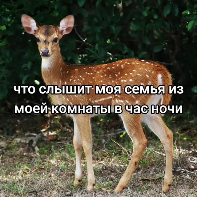олений пенс мой талисман #олень #пениис #мой #талисман #оберег 