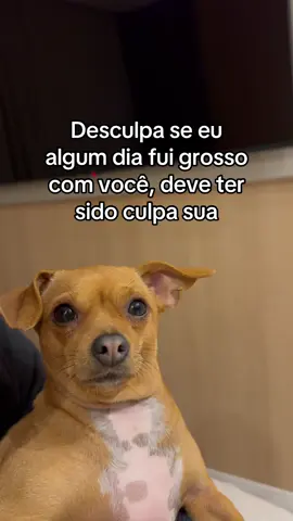 Minha que não foi 💅 #videoengraçado #engraçado #pinscher #meme #pets 