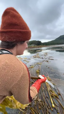 Kelp Highway, anyone? 