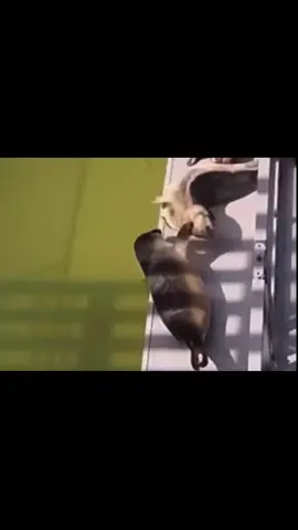 STOP FIGHTINGHGGGGG #fyp #fypシ #seals #sealsoftiktok #animals 