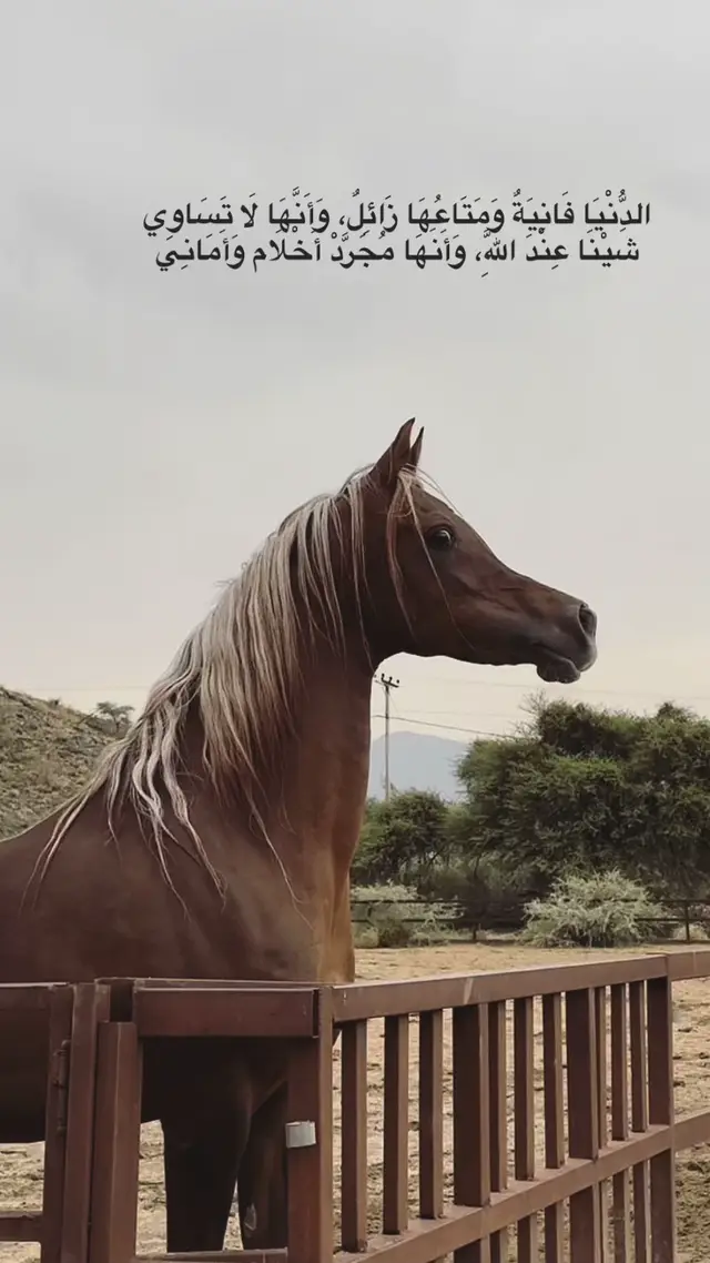 #عبارات_دينيه🤍 