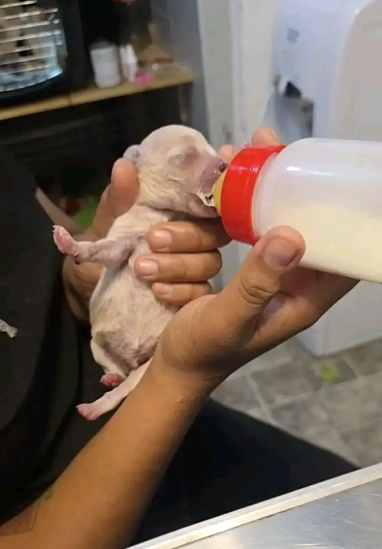 🐾🐕Cerecito, el único cachorrito sobreviviente tras la explosión de la pipa en Iztapala Cerecito es el único cachorrito que logró sobrevivir de los 5 que nacieron prematuros tras la cesárea de emergencia de su mamá Cereza, quien fue rescatada de la explosión de la pipa de gas ocurrida en CDMX Personal de 