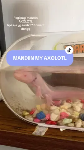 klo ga mandi beberapa hari badannya langsung merah2 loh #axolotl #robloxfyp #axolotlminecraft #minecraftmemes #ikananeh 
