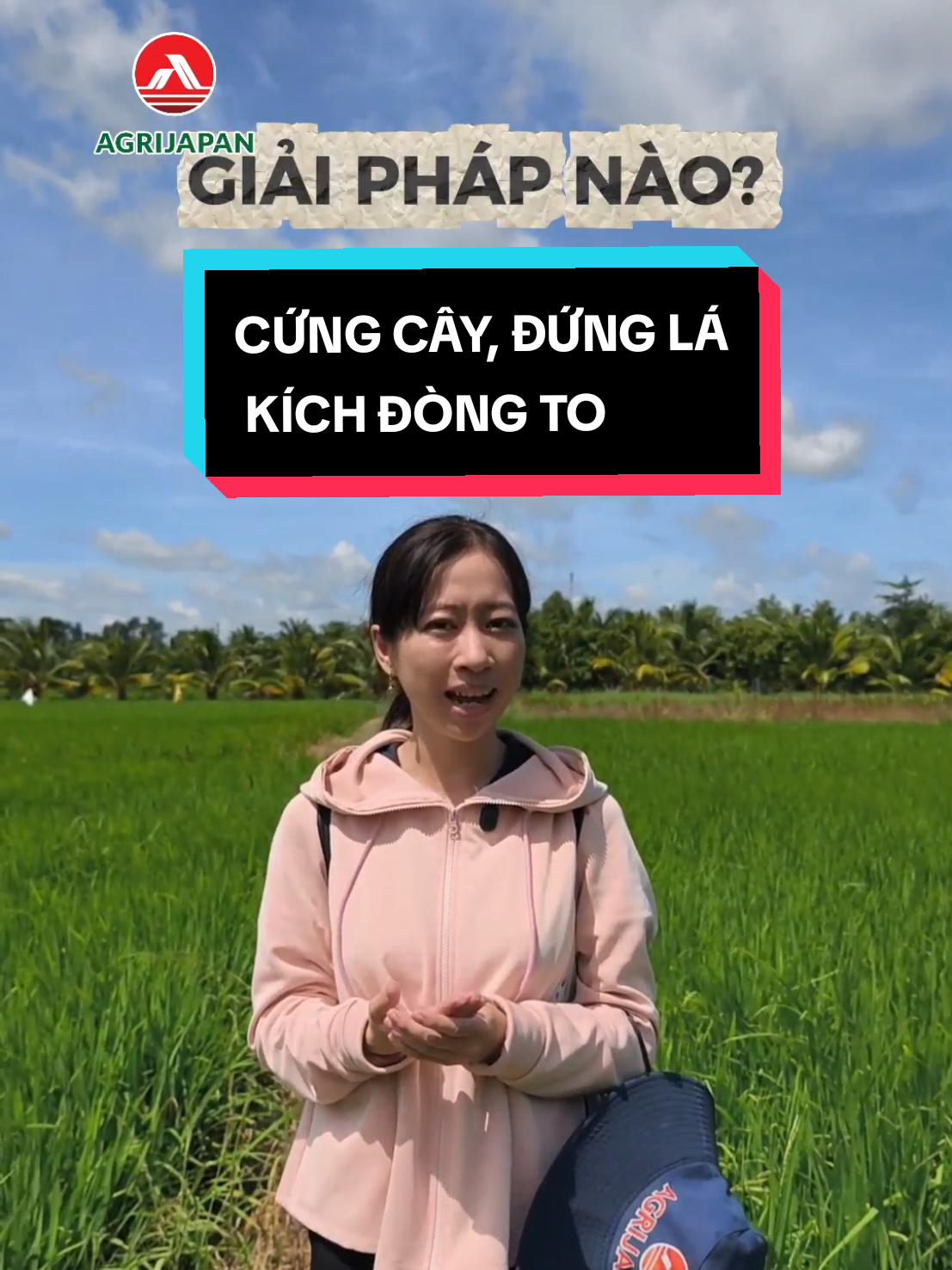 Giải pháp cứng cây mưa không #phuagrijapan #agrijapan #dongbubongkeo #OM18 #lúa 