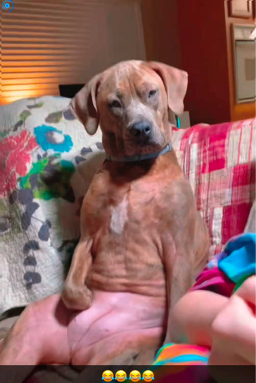 My dog whenever l’m eating food 🤣🤣#fyp #dogsoftiktok #funnydog #cutedog #happydog #puppy #pet #lovedogs #foryou 