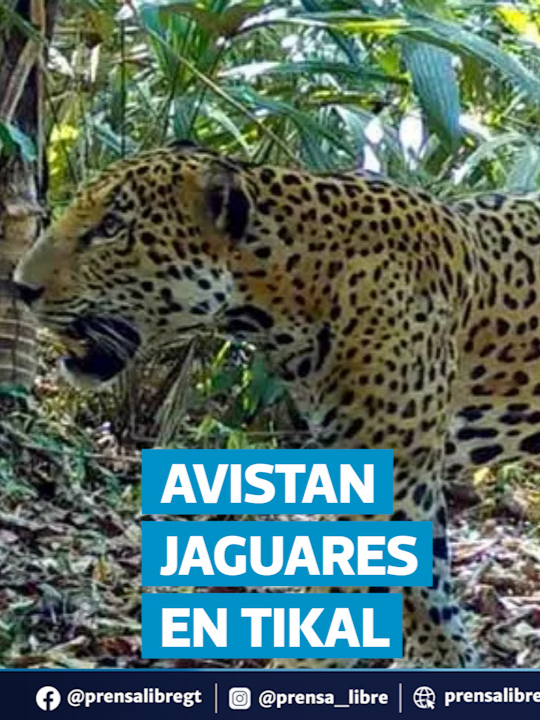 Jaguares se acercan a sitios arqueológicos de Petén por destrucción de su hábitat Los avistamientos de jaguares en sitios arqueológicos como Tikal y El Mirador generan alerta entre especialistas y autoridades. La presencia del felino en estas áreas se incrementa debido al desplazamiento desde zonas de la Reserva de la Biosfera Maya. El avance de la deforestación y la degradación de los bosques obligan a los jaguares a buscar refugio en lugares históricos de Petén, lo que refleja la grave crisis ambiental que enfrenta la región. Lea más en Prensa Libre