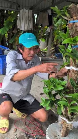 chế phẩm dịch chuối #hoalangiong #chephamdichchuoi#chephamtotcholan 
