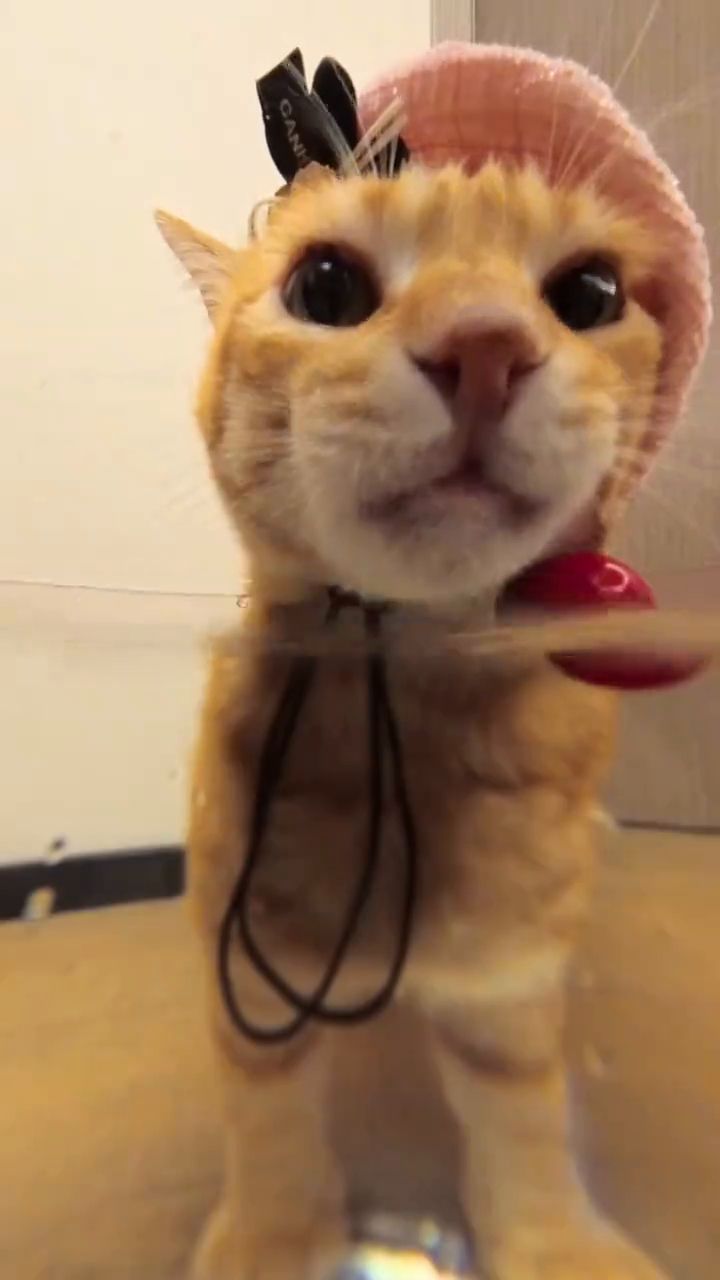 Recording my cat's daily water drinking routine #BigOrange #MyCat #MyPet