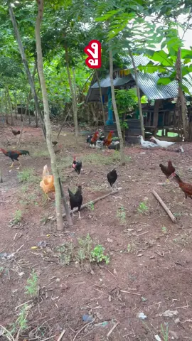 เผลอไม่ได้ ไก่น้อยหายหมด