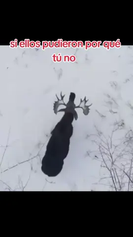 eso por q tu no puedes ahhh 🤨