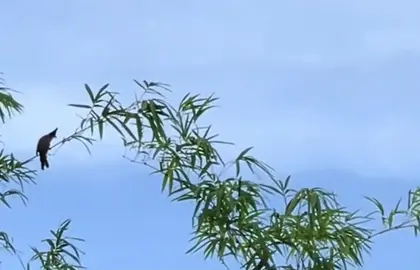 Chào mào hót gọi bạn về #xuhuong 