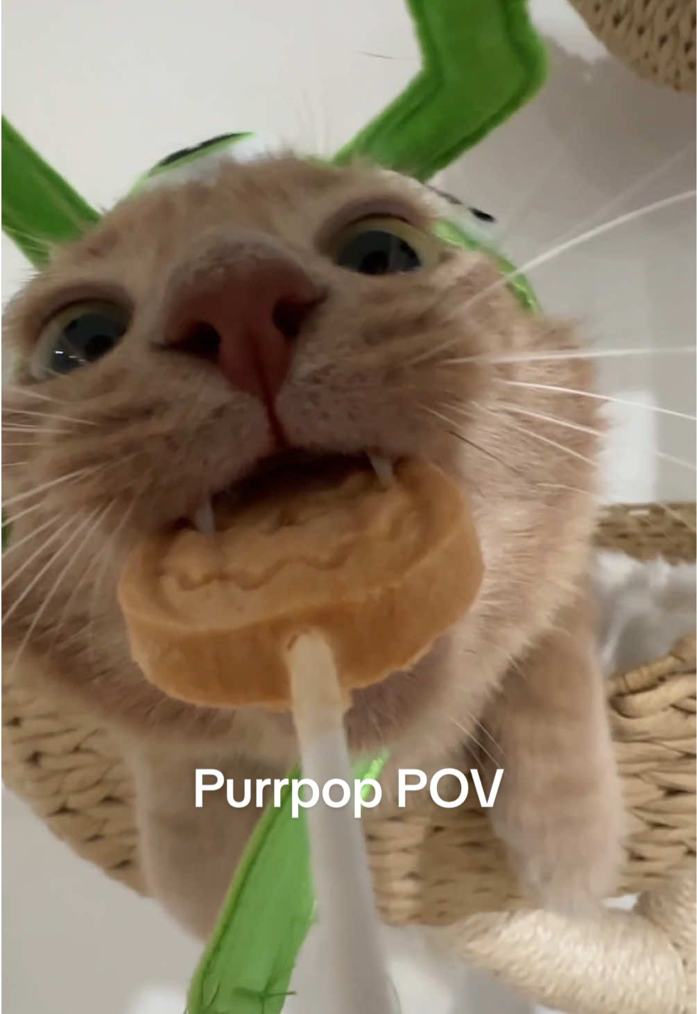 Purrpop POV Halloween edition #purrpop #asmrsounds #crunchycat #crunchyasmr 